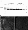 Figure 7—figure supplement 1.