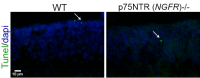 Figure 1—figure supplement 1.
