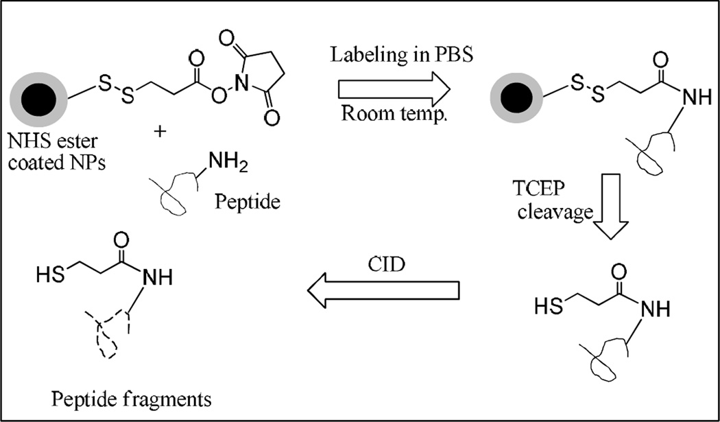 Scheme 2