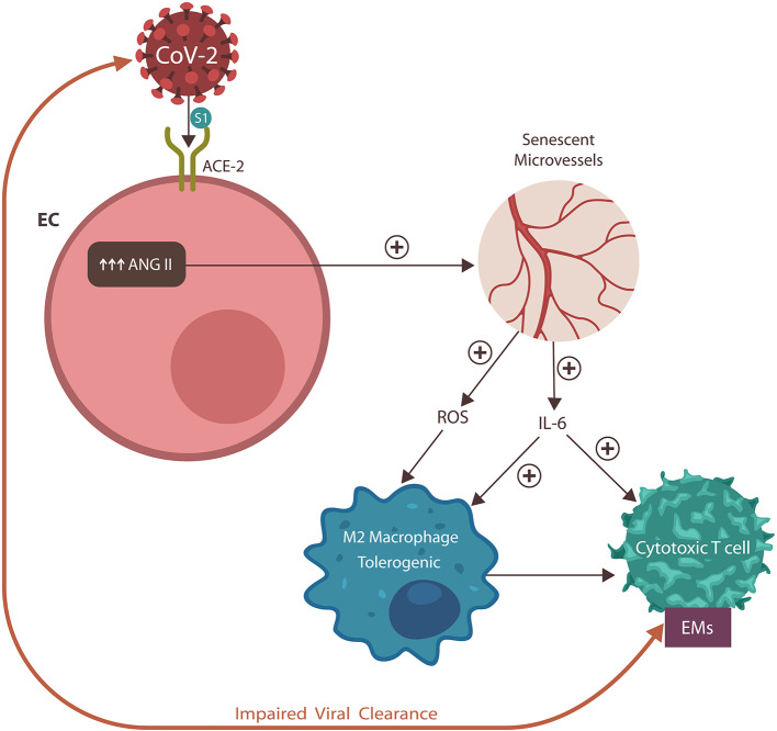 Graphical Abstract