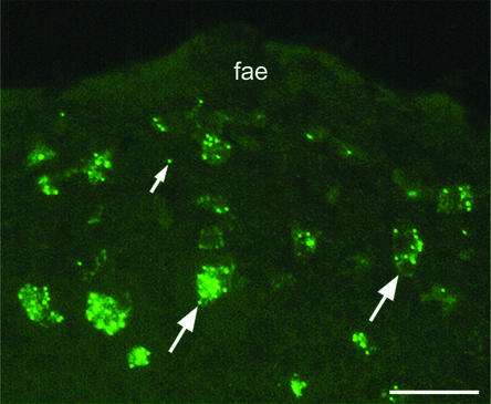 FIG. 2.