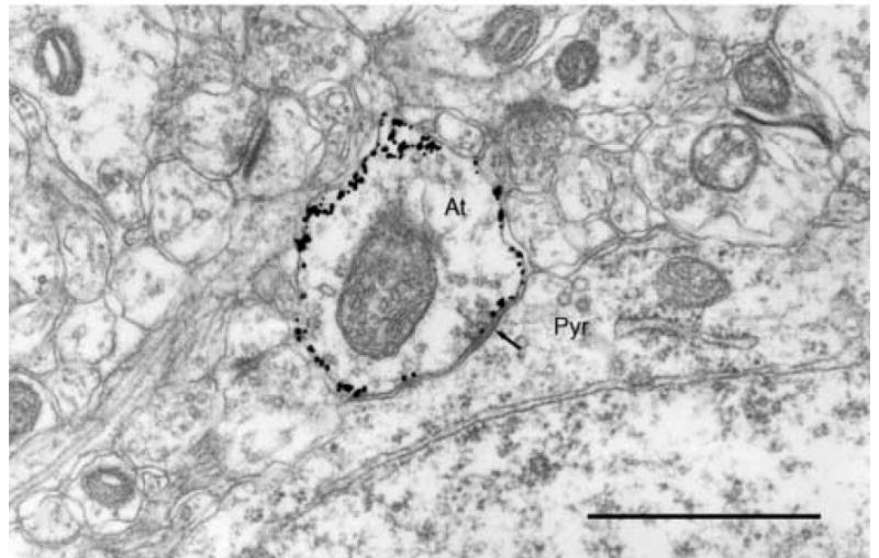 Fig.2