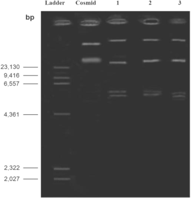 Figure 10