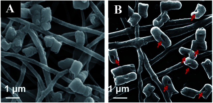 Fig. 9