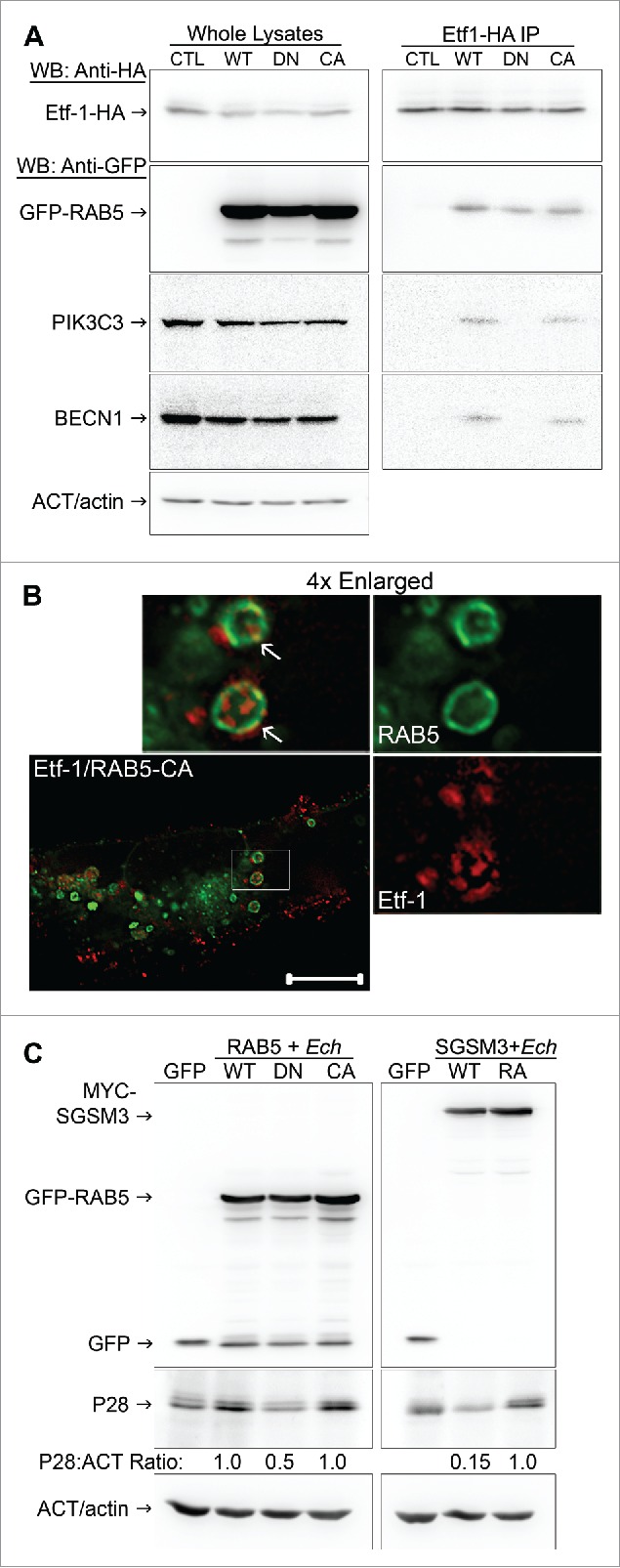 Figure 11.