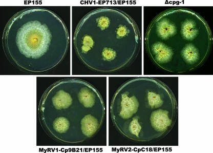 FIG. 2.