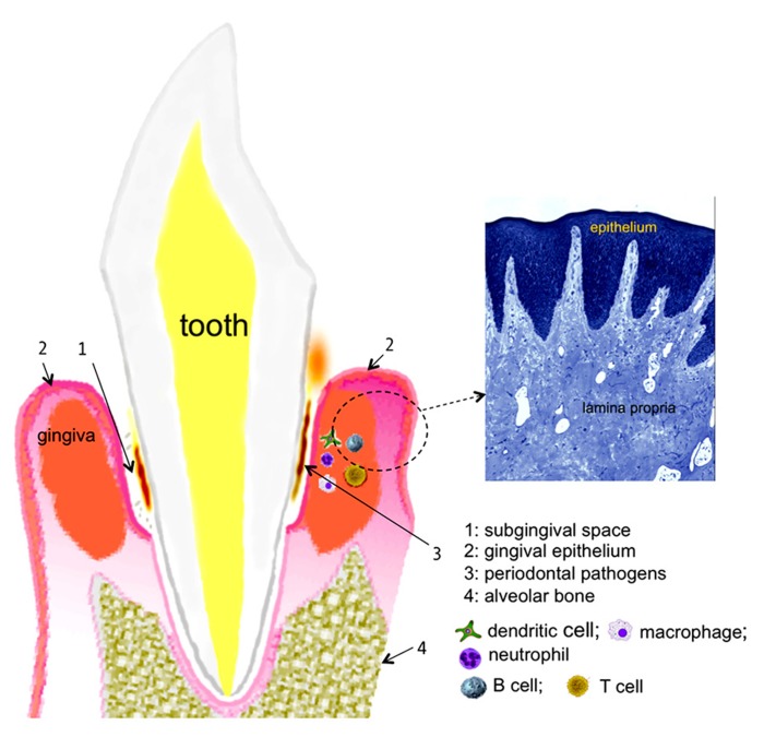 FIGURE 1