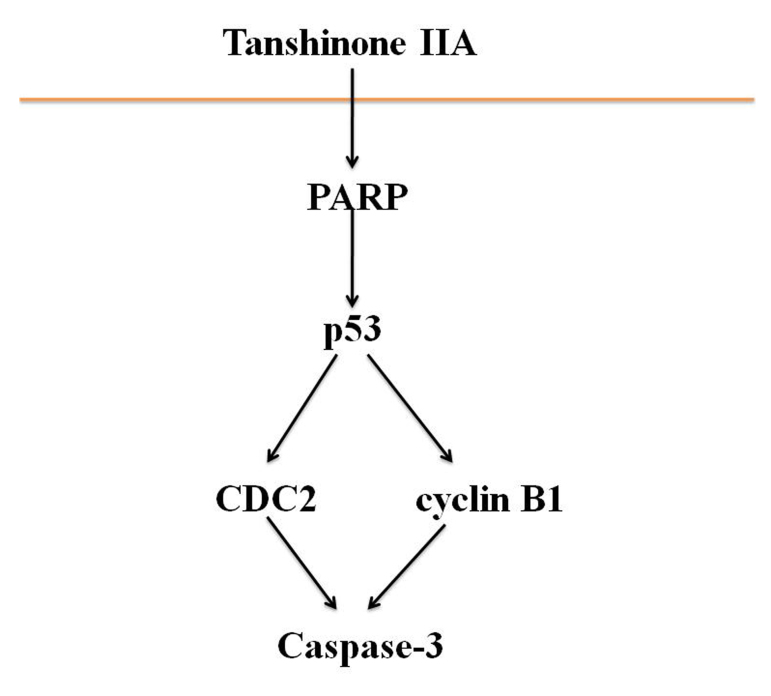 Tanshinone Iia Inhibits Proliferation And Induces Apoptosis Of Human 