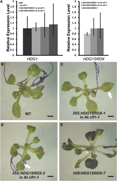 Figure 10.