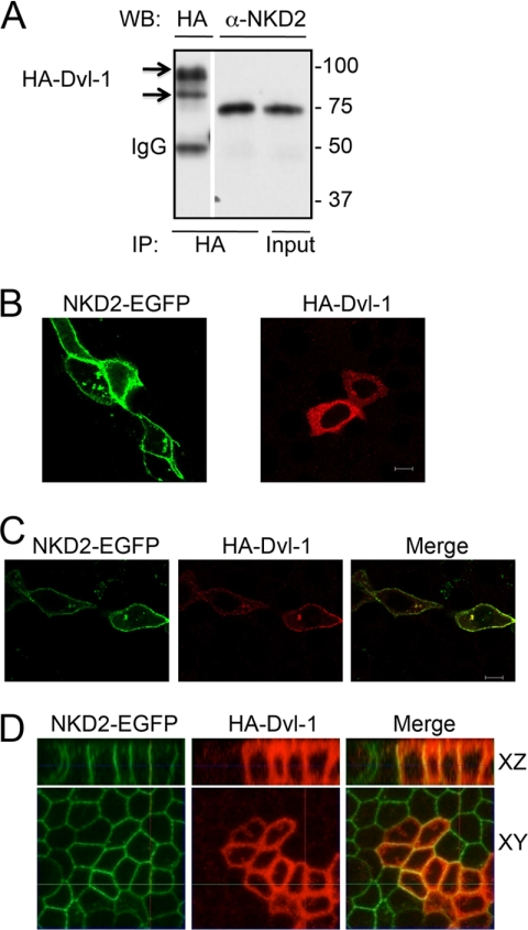 FIGURE 3.