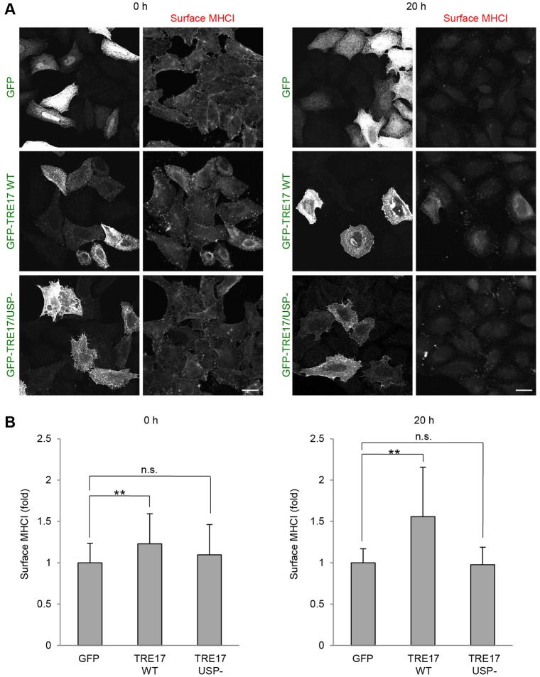 Fig. 8.