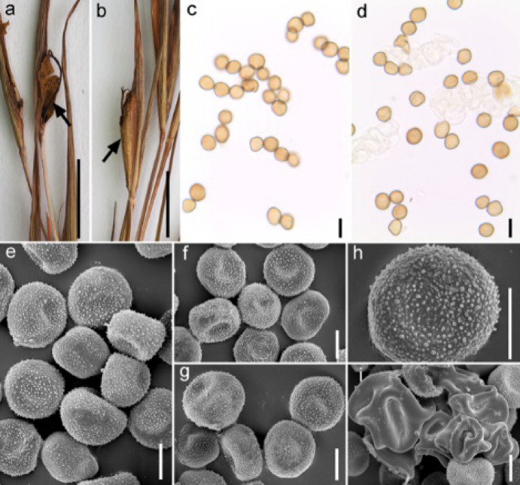 Fig. 185