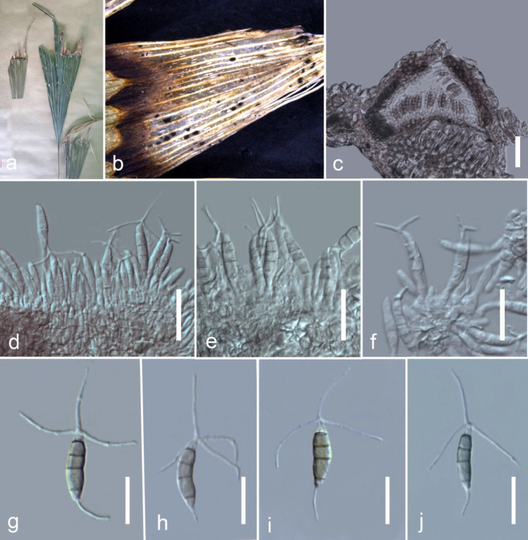 Fig. 119