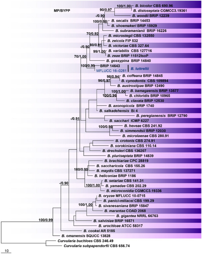 Fig. 36