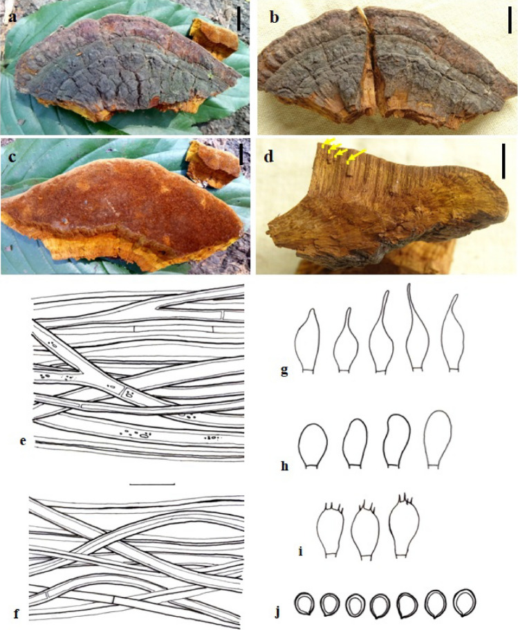 Fig. 150