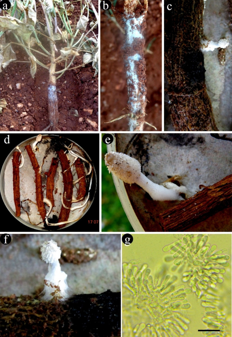 Fig. 166