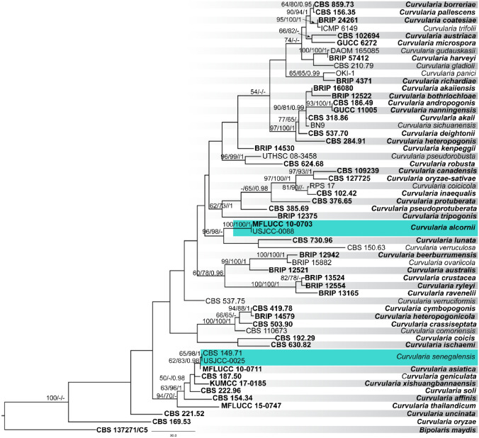 Fig. 38