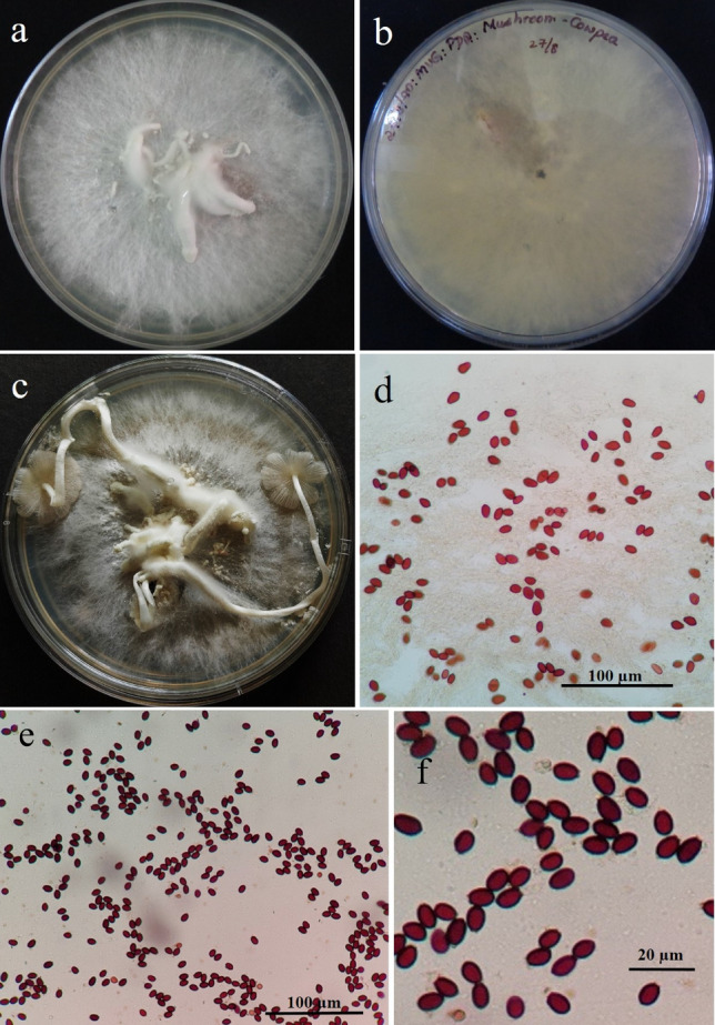 Fig. 168