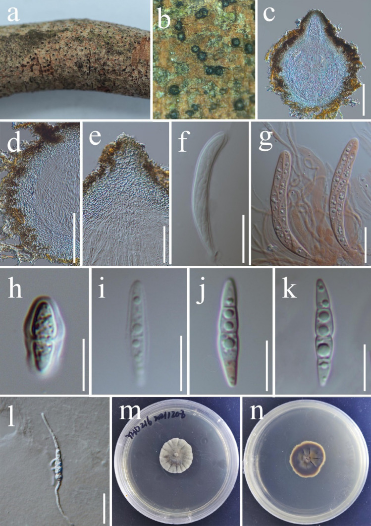 Fig. 10