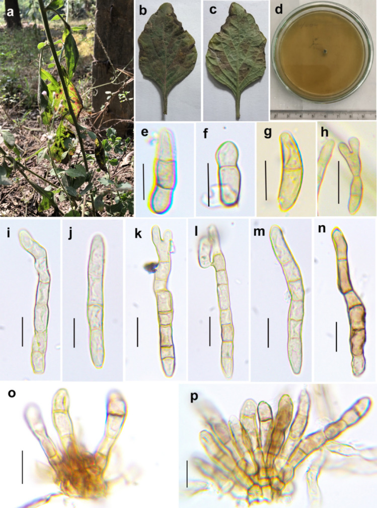 Fig. 1