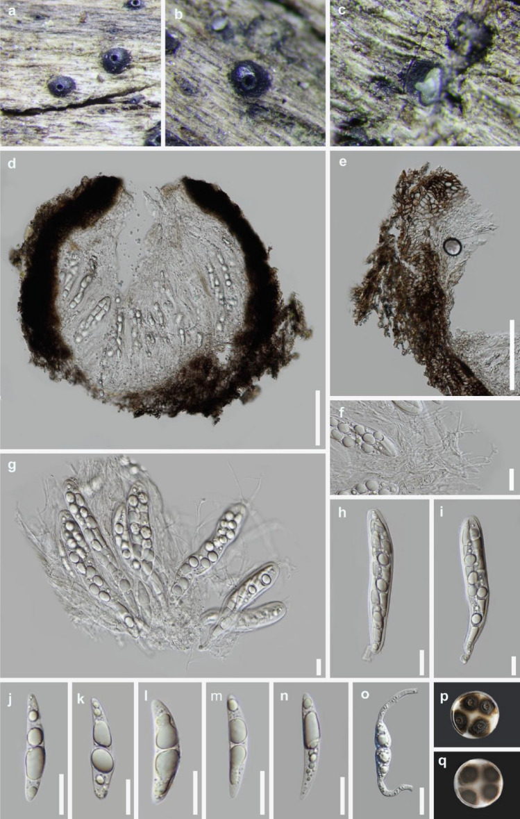 Fig. 25