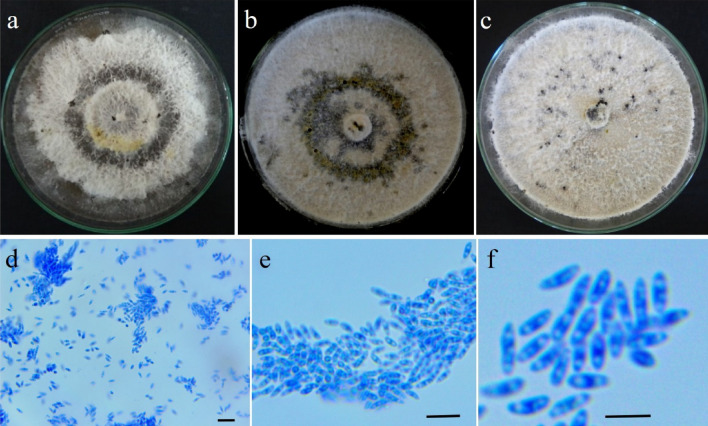 Fig. 79