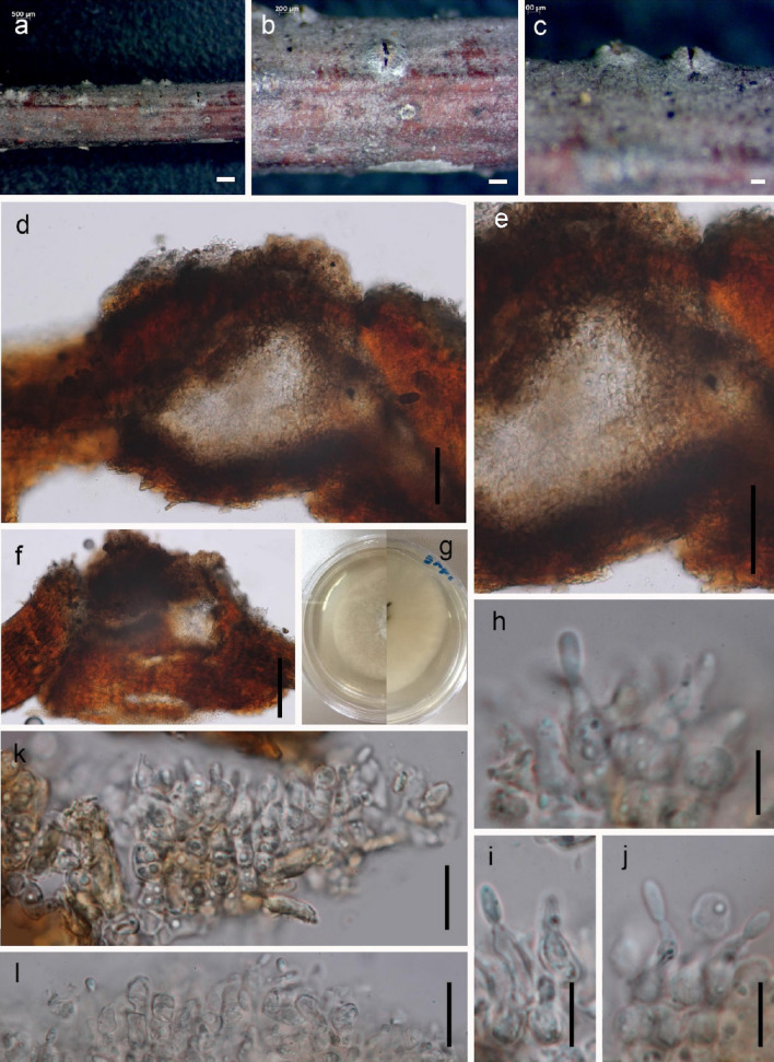 Fig. 19