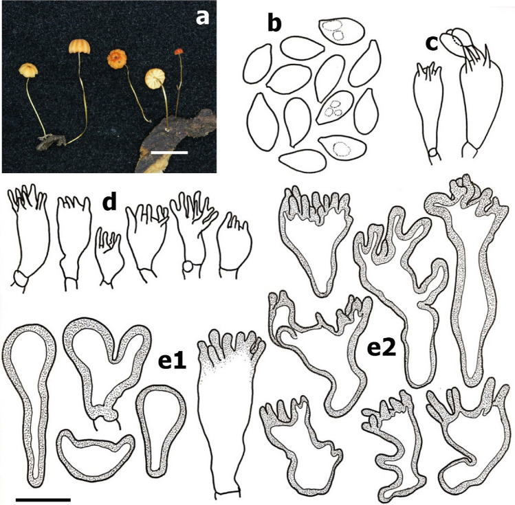 Fig. 156