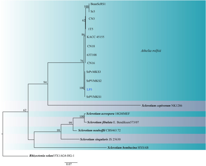 Fig. 145