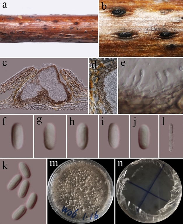 Fig. 72