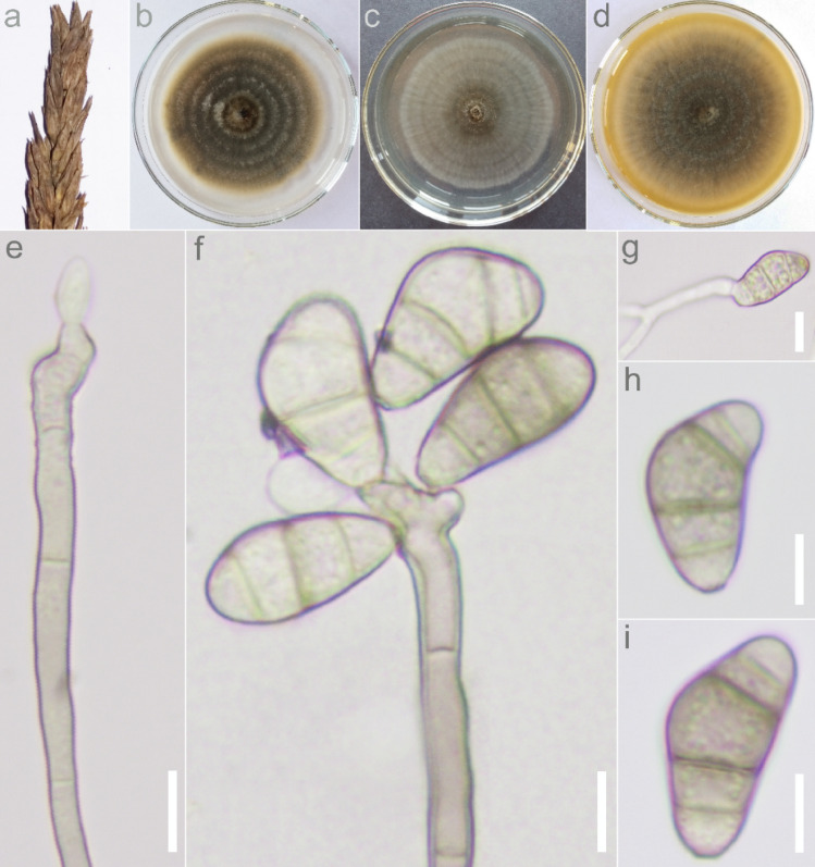 Fig. 39