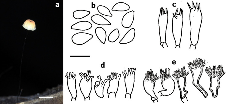 Fig. 154