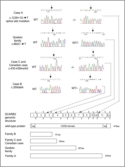 Figure 2