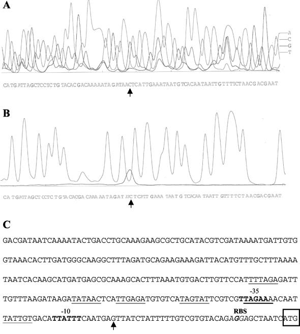 FIG. 1.