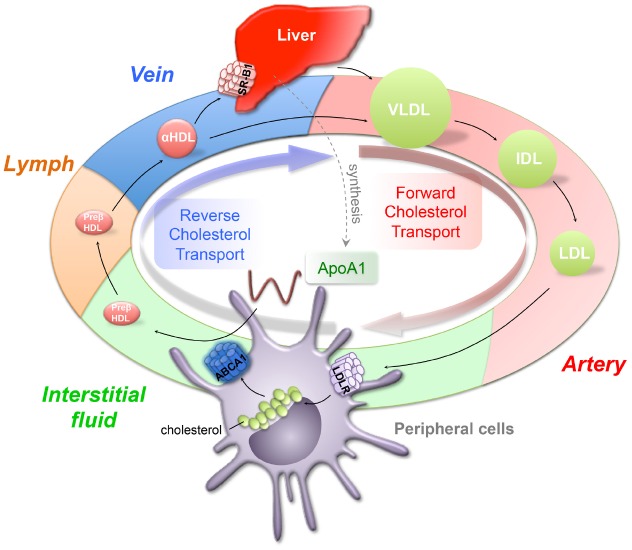 FIGURE 1