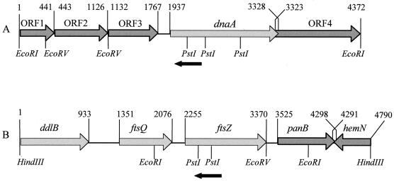 FIG. 1