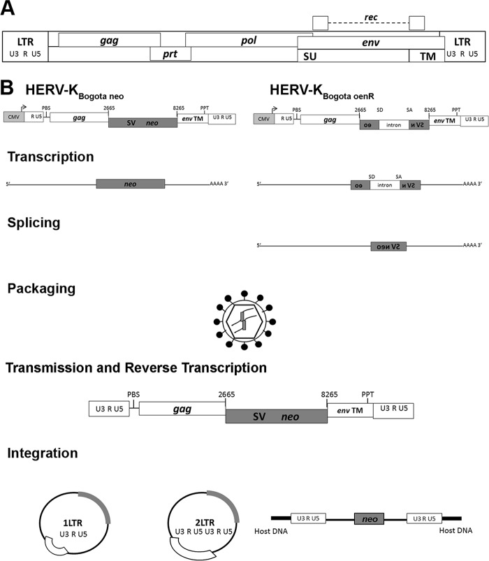 FIG 1