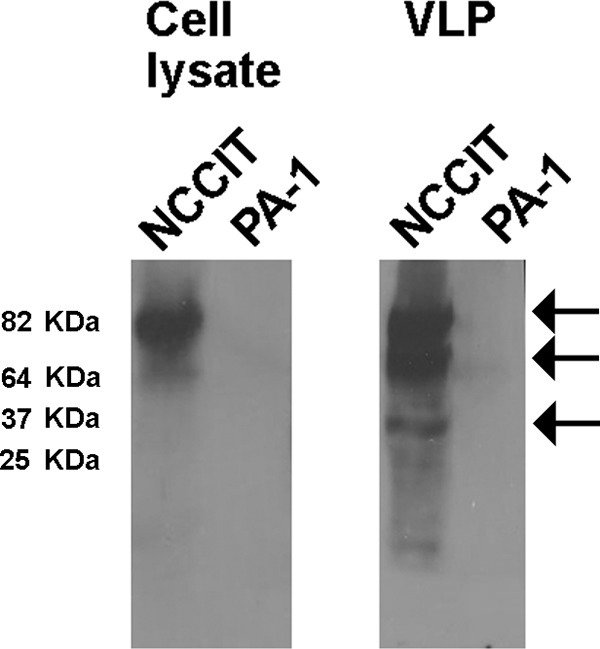 FIG 2