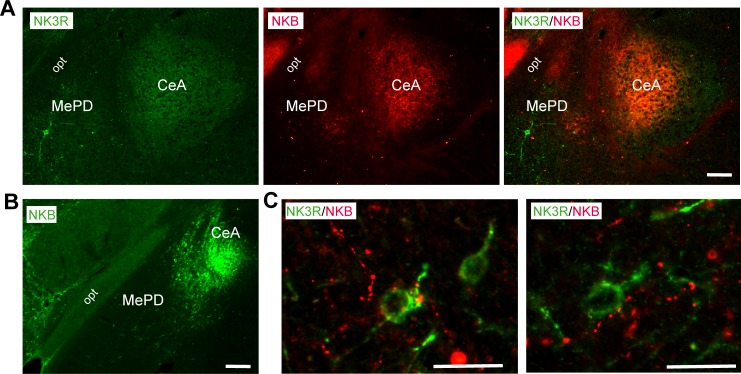 Figure 4—figure supplement 1.