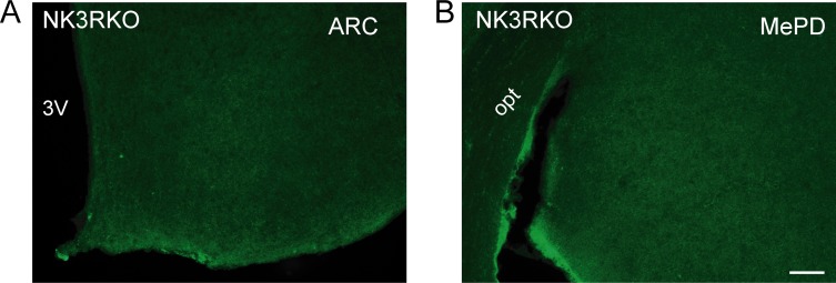 Figure 3—figure supplement 1.