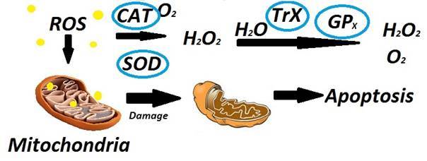 Fig.2