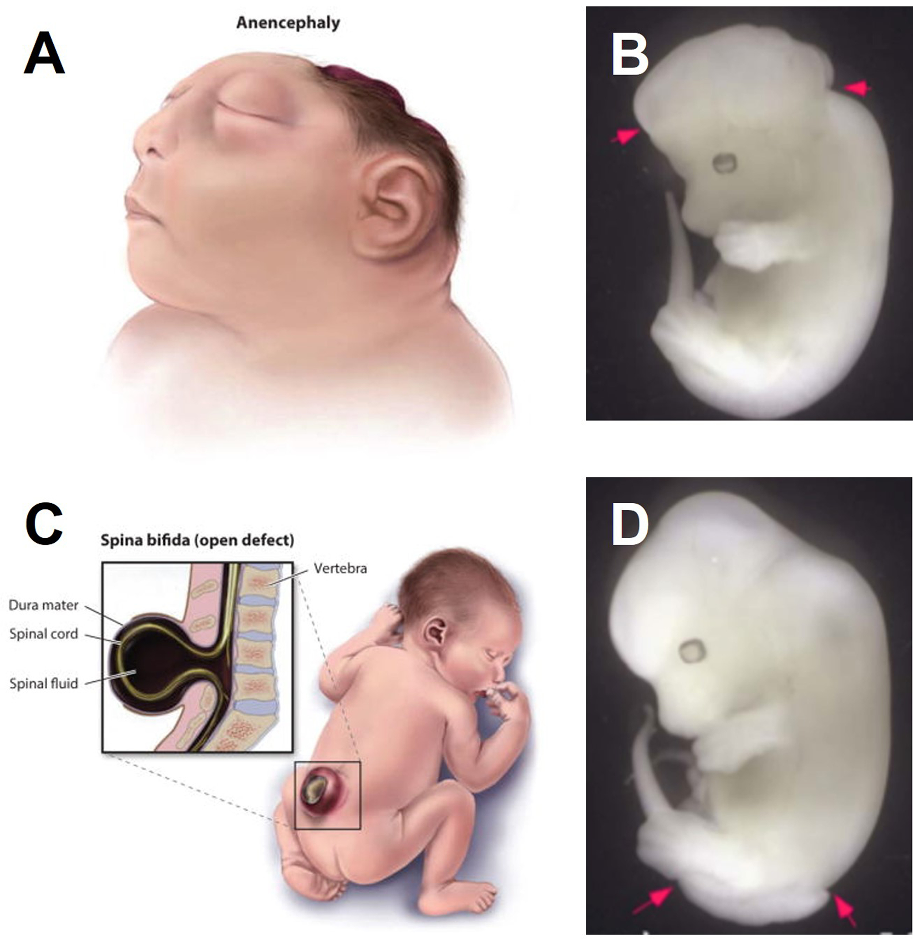 Figure 1: