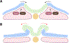 Figure 4: