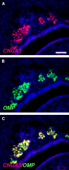 Fig. 3