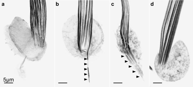 Figure 10.