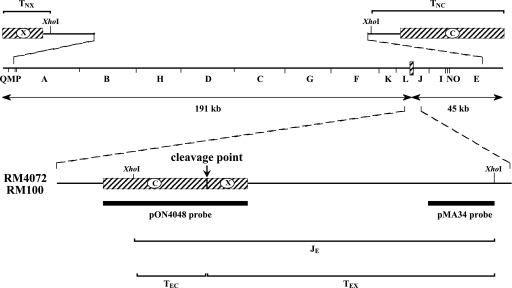 FIG. 1.