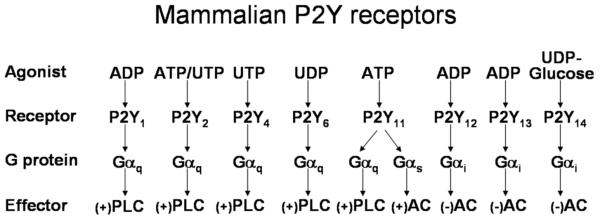 Fig. (1)