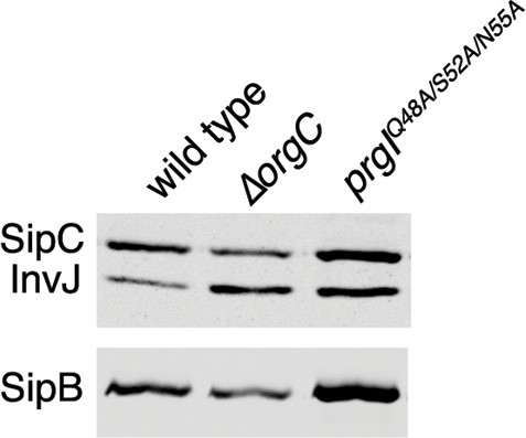 Figure 6—figure supplement 4.