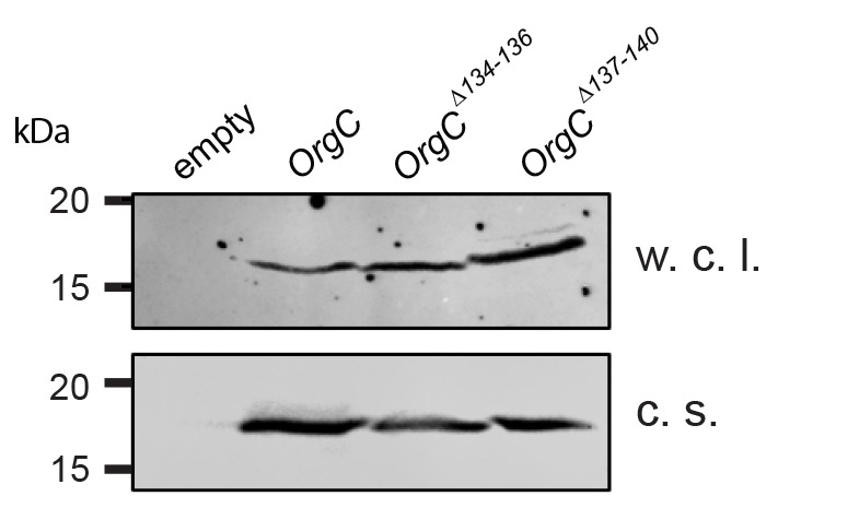 Figure 6—figure supplement 3.