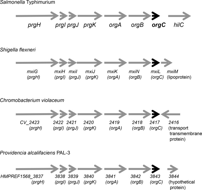 Figure 1—figure supplement 1.